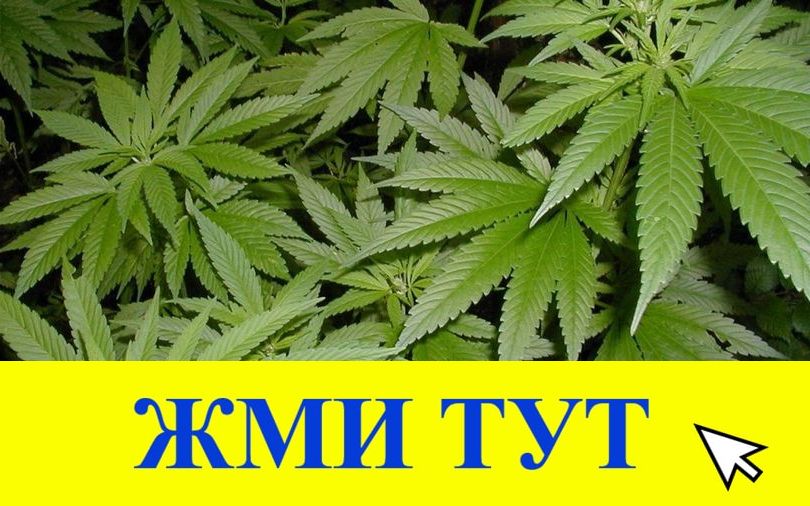 Купить наркотики в Судогде